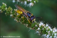 Philanthus triangulum