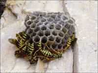 Polistes sp.
