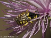 Anthidium sp.