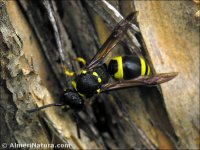 Ancistocerus sp.