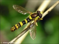 Sphaerophoria scripta