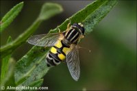 Helophilus trivittatus