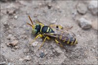 Cerceris boetica
