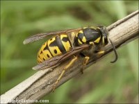 Vespula germanica