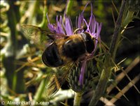 Eristalis tenax