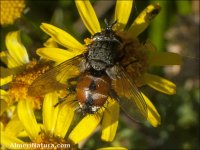 Tachina sp.