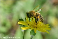 Apis mellifera
