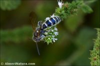 Meira sp.