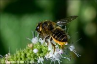 Megachile sp.