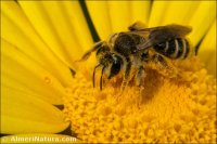 Andrena sp.