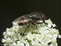 Stomorhina lunata
