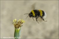 Bombus terrestris