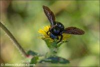 Xylocopa sp.
