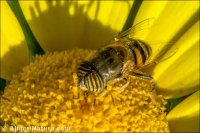 Eristalinus taeniops