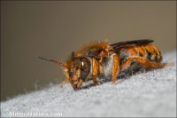 Rhodanthidium sticticum