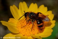 Dasyscolia ciliata