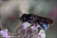 Ceratina sp.