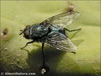 Calliphora sp.