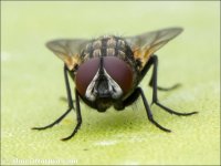Musca sp.