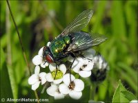 Dasyphora cyanella