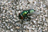 Lucilia sericata