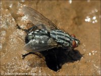 Sarcophaga sp.