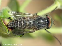 Tabanus sp.