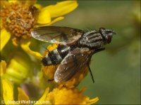 Hyperaea femoralis
