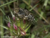 Oestris sp.