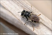 Stratiomys longicornis