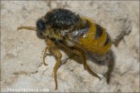 Astomella hispaniae
