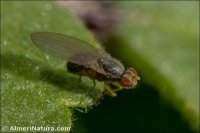 Scaptomyza pallida
