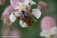 Ectophasia leucoptera