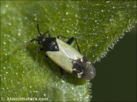 Macrotylus bicolor