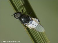 Nemotelus sp.