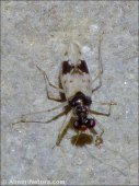 Leptopus hispanus