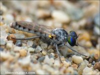 Rhadinus laurae