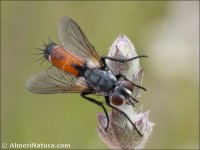 Cylindromyia intermedia