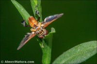 Trichopoda pennipes