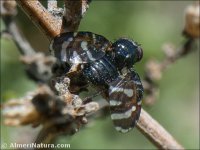 Oedaspis fissa