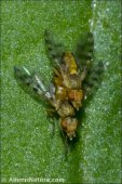 Myopites sp.