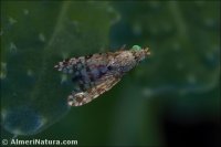 Tephritis nigricauda