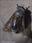 Dasyrhamphis ater