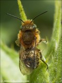 Eucera sp.