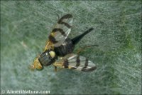 Urophora mauritanica