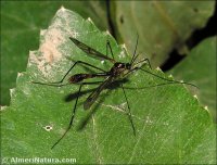 Ptychoprera contaminata