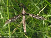 Tipula maxima