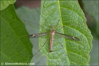 Tipula lateralis