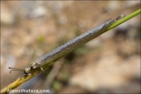 Creoleon lugdunensis