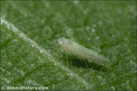 Ficocyba ficaria